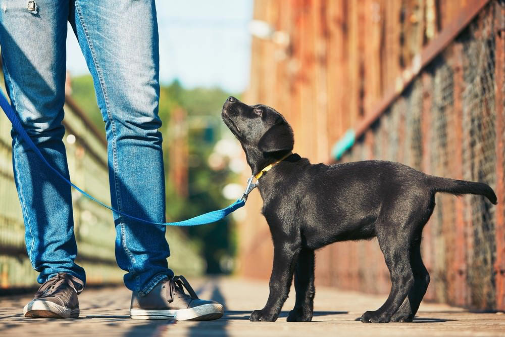 Hundetraining für Junghunde