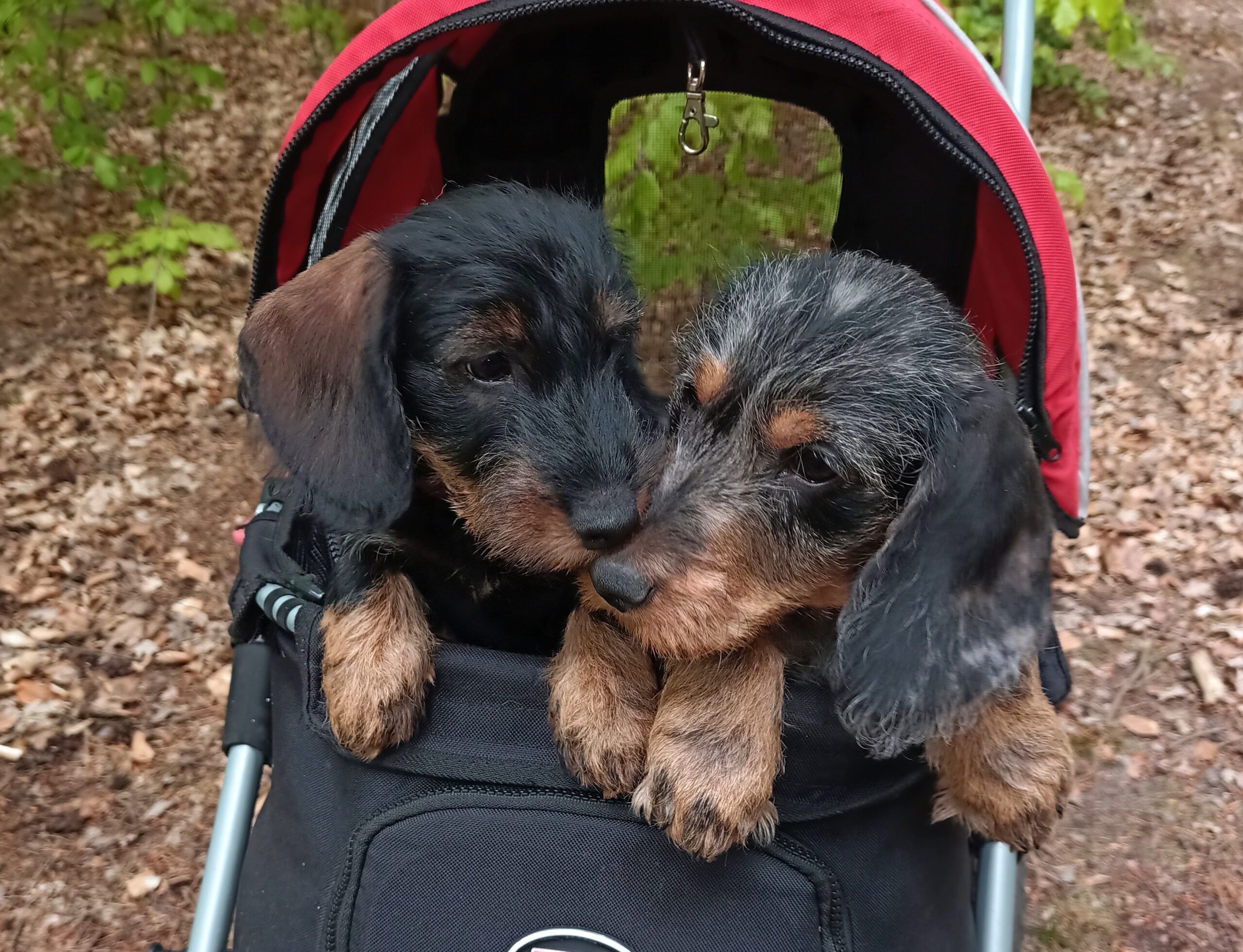Hundetraining für Welpen